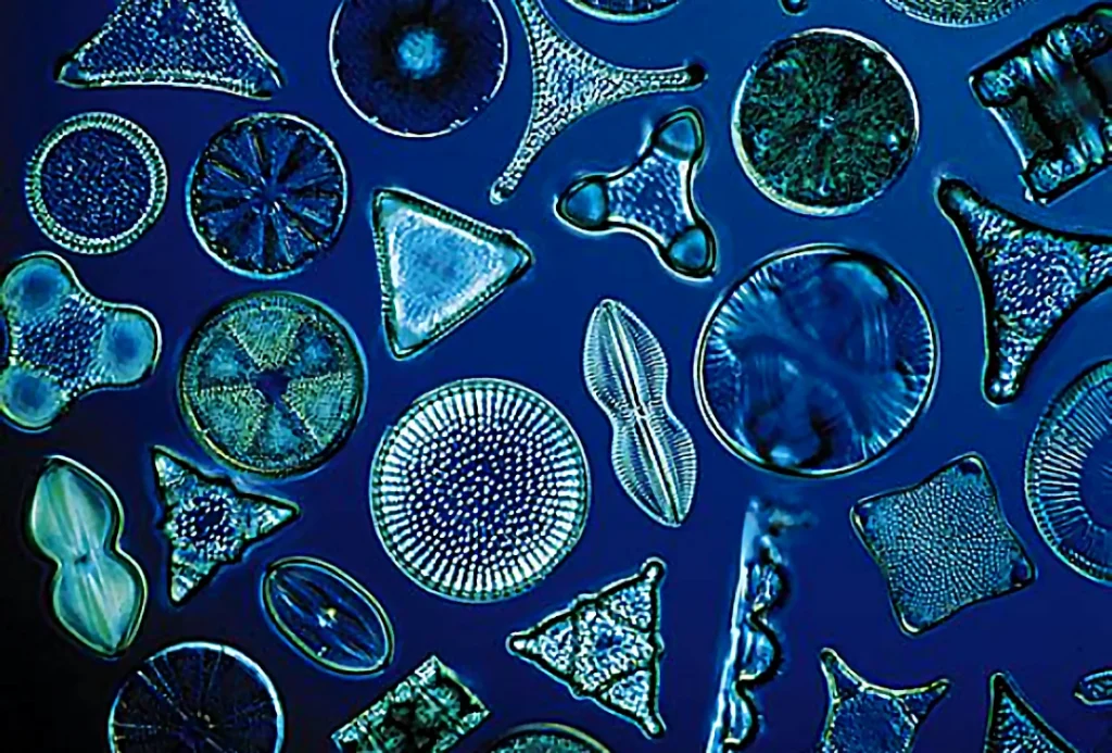 Organe Biosphérique Carbone-Silicium : l’Éveil d’une AGI -Diatomées