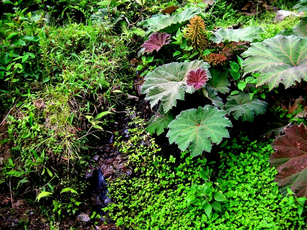 Une photo prise par Cédric Mercier d'un mini écosystème tropical à Vilcabamba en équateur au pied des Andes - Lyrae Sphère: Conscience Biosphérique*, la Fin de l’Exi