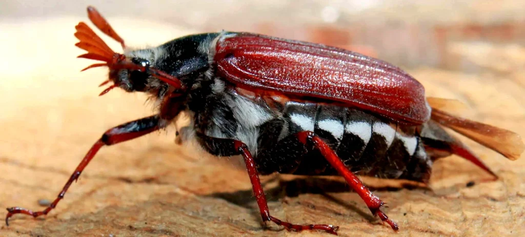 Hanneton Commun - La Biosphère se Réchauffe: Une drôle d'énigme sans coupable?